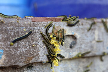 worm on the rock