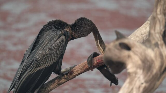 Snakebird Anhinga anhinga handling prey Eal 