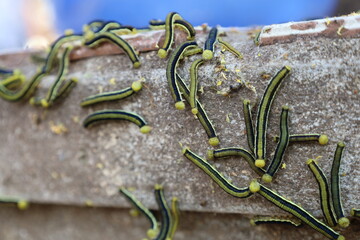 worm on the rock