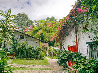 Coffee plantation. Countryside Colombia