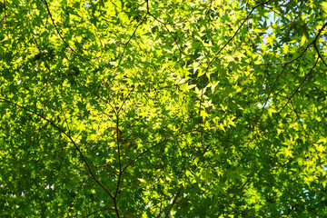 Fototapeta premium 本土寺 美しい青もみじ 背景素材 （日本千葉県松戸市） Hondo-ji Temple（Hondoji Temple): Beautiful green maple leaves, background material (Matsudo City, Chiba Prefecture, Japan)