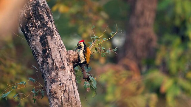 Black rumped flameback Woodpecker in northern India