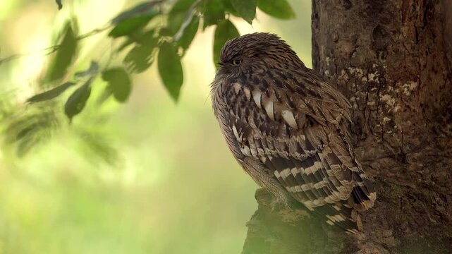 Brown Fish Owl resting on a tree in northern India