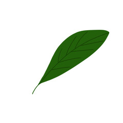 green leaf isolated on white background