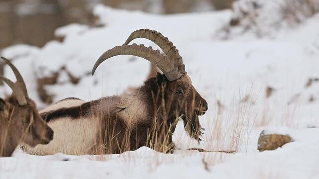Himalayan Ibex male with long horn walking in a snow covered mountain landscape