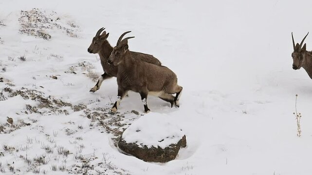 Himalaya Ibex male with long horns and female grazing in a snow covered mountain landscape