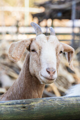 A goat found at the ranch. Capra Hircus