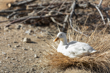 A duck photosynthesizing outdoors. warm sunshine