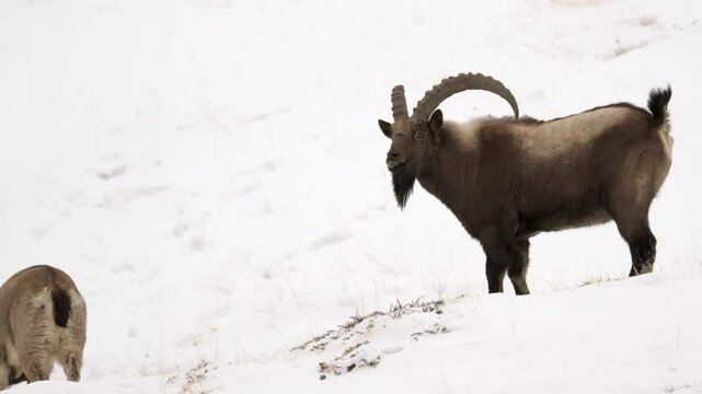 Himalayan Ibex male with long horn walking in a snow covered mountain landscape