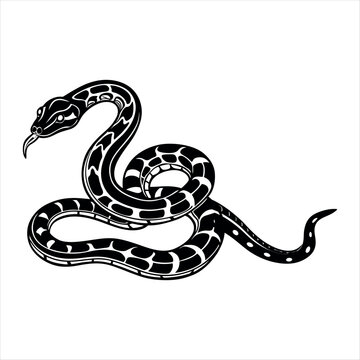 Indian Rock Python Reptiles Animal snake on white background