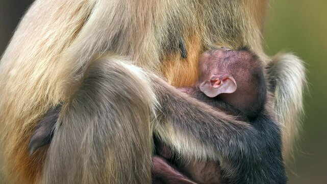 Northern Plains Gray Langur india Mother nursing her baby