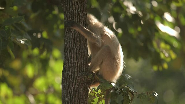 Northern Plains Gray Langurs of  india 