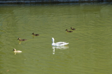 Portugal. Ducklings, brown with yellow beaks, follow their white mother with a gray head on a pond. The mother duck protects her ducklings, creating a beautiful natural scene. This image symbolizes