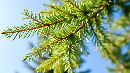 Obraz premium Lush Green Coniferous Foliage Under a Bright Blue Sky