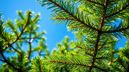 Lush Green Coniferous Foliage Under a Bright Blue Sky