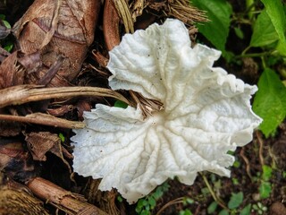 Delicatula is a genus of fungi in the family Tricholomataceae. It was first described by Swiss...