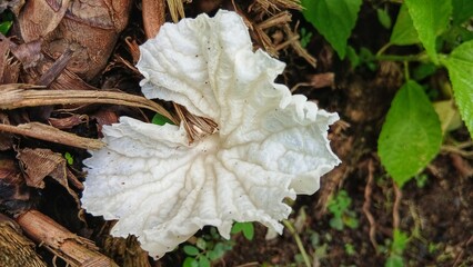 Delicatula is a genus of fungi in the family Tricholomataceae. It was first described by Swiss mycologist Victor Fayod in 1889.