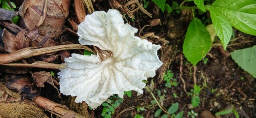 Delicatula is a genus of fungi in the family Tricholomataceae. It was first described by Swiss mycologist Victor Fayod in 1889.