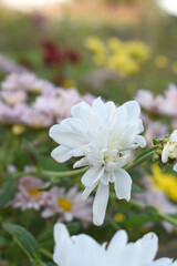 Beautiful white chrysanthemum flowers closeup in the winter garden, Closeup of Chrysanthemum flower, Field of the white Chrysanthemum, Beautiful white flower blooming in nature.