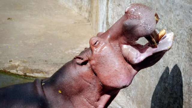 Close-Up of a Hippopotamus Eating and Drinking in a Pond in Captivity at the Chiang Mai Zoo in Chiang Mai, Thailand