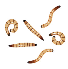 Mealworm or Worm Larvae Animal Illustration Isolated on White Background