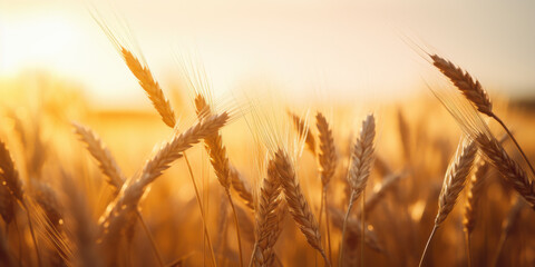 Golden wheat field swaying gently in warm sunlight, showcasing nature beauty and abundance. serene atmosphere evokes feelings of peace and tranquility