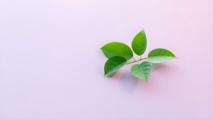 Elegant and clean 3D nature artwork with a few fresh leaves resting on a smooth gradient surface