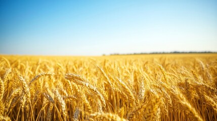 Obraz premium Golden wheat field under clear blue sky on a sunny day