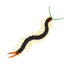 Megarian Banded Centipede Insect Animal Illustration Isolated on White Background
