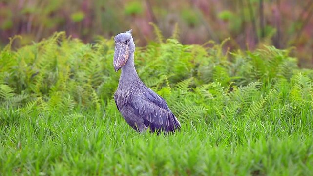Large Shoebill standing in Uganda grassland