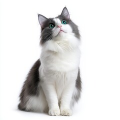 Obraz premium Fluffy Gray and White Cat Looking Up