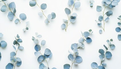 Light Blue Eucalyptus Branches Arranged on White Background