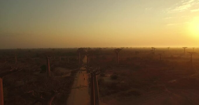 Giant Baobab trees of Madagascar, Aerial view at sunset