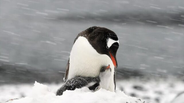Gentoo penguin mother feeding and guarding her chick during a snow storm in Antarctica&nbsp;