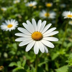 Obraz premium Summer nature daisy flower 