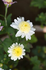 Beautiful white chrysanthemum flowers closeup in the winter garden, Closeup of Chrysanthemum flower, Field of the white Chrysanthemum, Beautiful white flower blooming in nature.