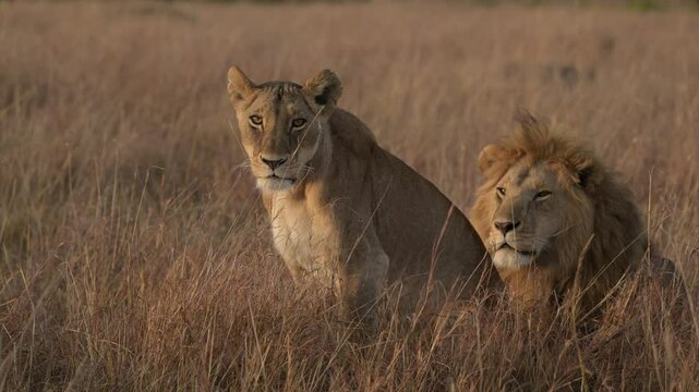 Lioness scouting for prey in Kenya Maasai Mara national reserve grassland in the rain