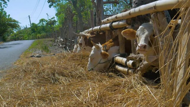 Several Cattle with Blue Control Ropes Eating Hay in Countryside of Depok Bantul near Yogyakarta 