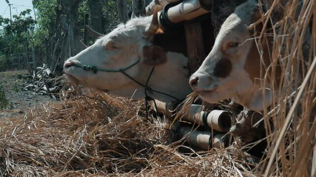 Cattle Grazing on Hay in Depok Bantul Countryside With Blue Control Ropes