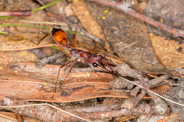 Black-scaped Bull Ant Foraging on the Forest Floor (Myrmecia nigriscapa) - Aussie Insects