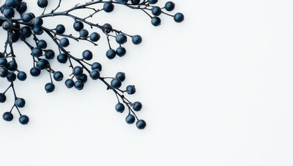 Dark berries branch arrangement on white background