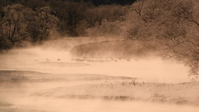 Hokkaido Snow Geese relaxing in the water under thick mist, Japan