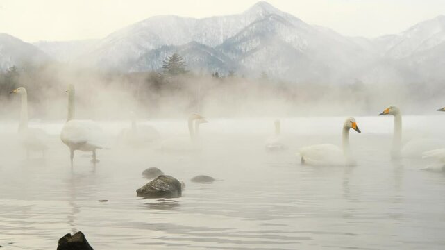 Hokkaido Snow Geese relaxing in the water under thick mist, Japan