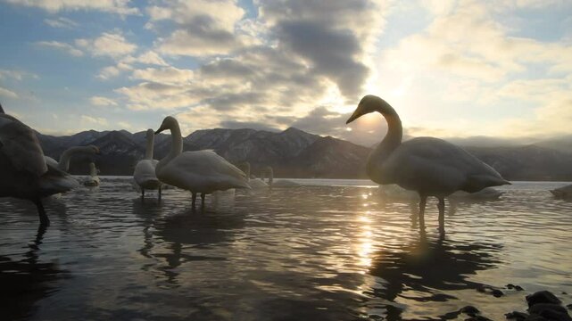 Snow Geese resting in snowy Hokkaido, with thick mist, Japan