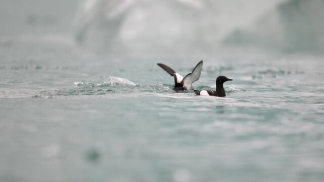 Two Black Guillemots fishing in the the Arctic ocean