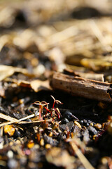 botanical macro of young vegetable sprouts