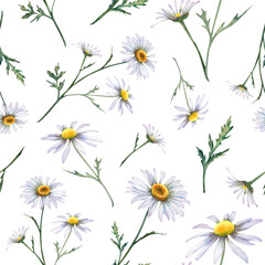 Daisies have a seamless pattern on a white background. Watercolor illustration of chamomile wildflowers decorated with hands. Ornament for printing on fabric, wallpaper, postcard decor