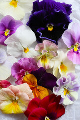 floral close up background of colorful pansy flowers