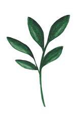 Watercolor plant isolated on white background. Watercolor design element.