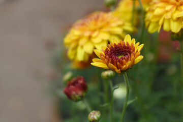 Beautiful Yellow red chrysanthemum flowers closeup in the winter garden, Closeup of Chrysanthemum flower, Field of the Yellow red Chrysanthemum, Beautiful Yellow red flower blooming in nature.
